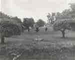 Lawn at Cedar Croft Motorcourt, 1965.