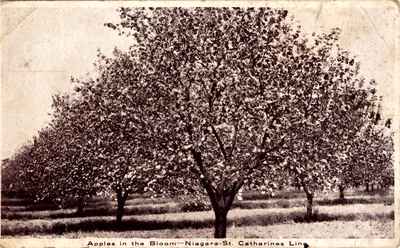 Postcard; Apples In Bloom