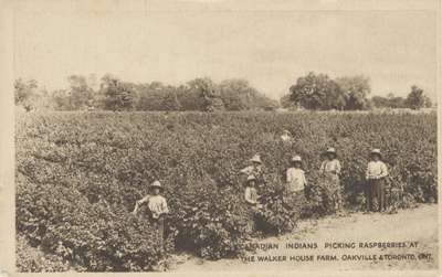 Post Card: "Canadian Indians Picking Raspberries at the Walker House Farm, Oakville & Toronto, Ont."