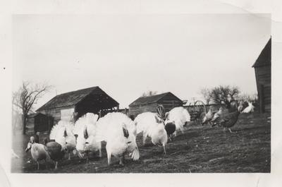 Stock Turkeys on the Taylor Turkey Farm