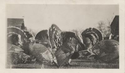 Bronze Turkeys, Taylor Turkey Farm