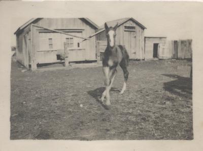 Horse On Ford Farm