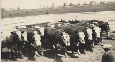 Stuart Robertson Driving a Herd of Cattle