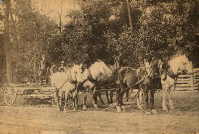 Newspaper Photo Of Horses Hauling Stone For Road Work