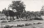 Homer McCann with Horses