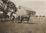 On the Ford Farm, Family in Buggy With Horse in Harness Beside Barn