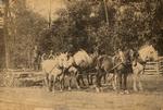 Newspaper Photo Of Horses Hauling Stone For Road Work