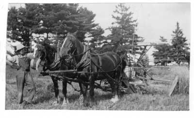 Horse-drawn Grain Binder, Thessalon, 1944