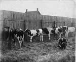 Cattle Shown at the Fall Fair,Thessalon,  circa 1920
