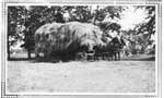 Man on a Horse Drawn Hay Wagon, Thessalon area, 1920