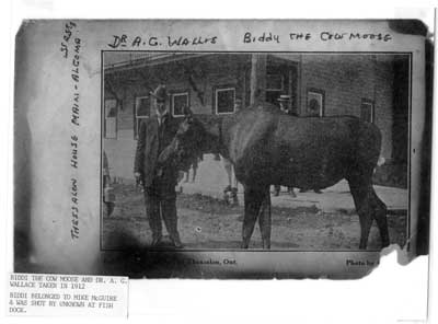 Dr. A. G. Wallace with Biddi The Moose, Thessalon, Ontario 1921
