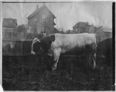 Cow in Backyard, Thessalon, circa 1900
