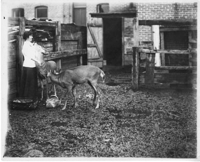 Annie Bellerose with Thomas Moore's Pet Deer, Thessalon, circa 1911