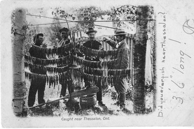 Photographic Postcard of Four Men with Recently Caught Fish, Thessalon, 1906