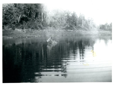 Wildlife in Terrace Bay