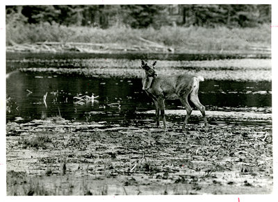 Wildlife in Terrace Bay