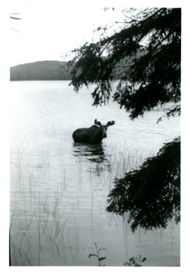 Wildlife in Terrace Bay