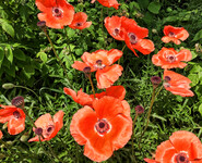 poppies popping sm1200.jpg