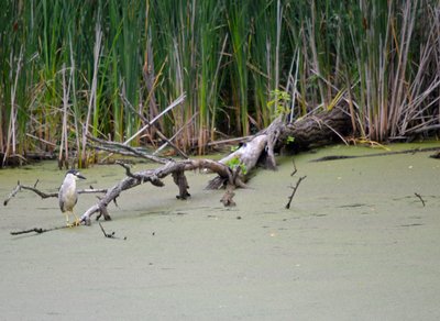 Bird in Swamp