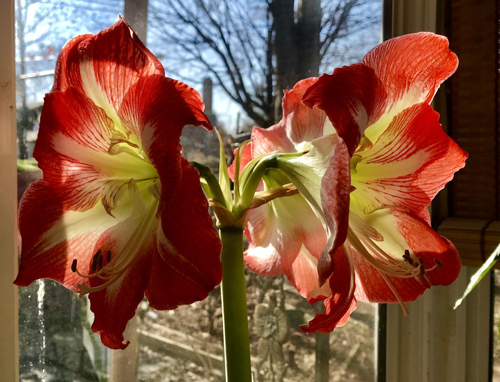 Amaryllius in bloom