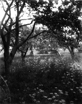 Back orchard of old home, ca.1890's.  Cavendish, P.E.I.