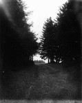 Lovers' Lane end view, ca.1890's.  Cavendish, P.E.I.