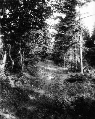 Lovers' Lane near gate view, ca.1890's. Cavendish, P.E.I.