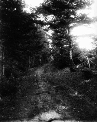 Lovers' Lane broken gate view, ca.1890's.  Cavendish, P.E.I.