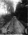 Lovers' Lane cherry tree view, ca.1890's.  Cavendish, P.E.I.