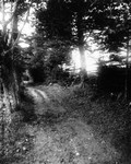 Lovers' Lane, spruce view, ca.1890's.  Cavendish, P.E.I.