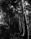 Birches near old (Trouting?) pool, ca.1890's.  Cavendish, P.E.I.