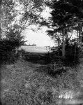 Old fence under birches in Webb's field, ca.1890's.  Cavendish, P.E.I.