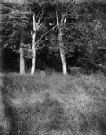 Entrance to path over "Log Bridge" below Webb's field, ca.1890's.  Cavendish, P.E.I.