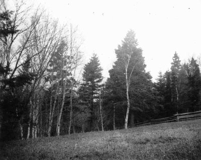 Corner of Ernest Webb's field, ca.1890's.  Cavendish, P.E.I.