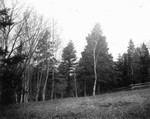 Corner of Ernest Webb's field, ca.1890's.  Cavendish, P.E.I.