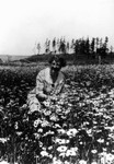 Lucy Maud Montgomery in a field of flowers, ca.1935