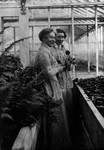 Frede Campbell & Jean Fraser in greenhouse, ca.1890's.  Cavendish, P.E.I.