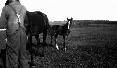 Mare and foal.  Park Corner, P.E.I.