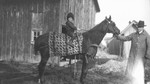 Ewan holding Queen the horse and Chester sitting on the horse's back, ca.1916.  Leaskdale, ON.