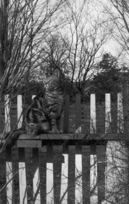 Lucky sitting on fence