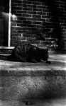 Brownie on concrete step.