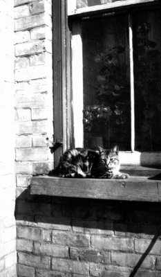 Daffy in windowsill