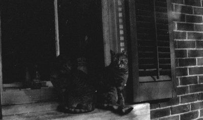 Lucky and other cat on windowsill.