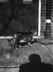 Lucky on the porch, with shadow of photographer.