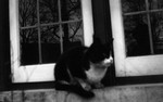 Cat on windowsill.