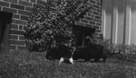 Cats at a dish on the lawn.