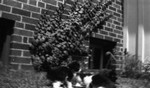 Cats at a dish on the lawn (blurry).