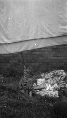 Lucky sitting on lawn beside pile.