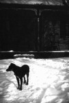 Dog on snowy front walk.