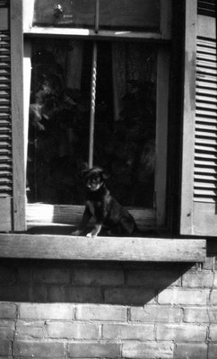 Puppy sitting on windowsill.